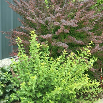 Physocarpus opulifolius - Tiny Wine® Gold