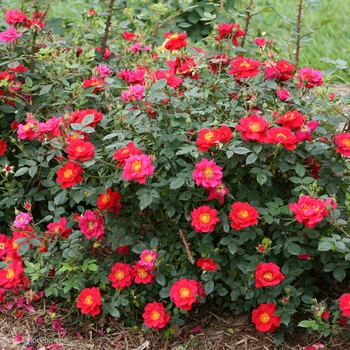 Rosa 'ChewPatout' PP28395, Can 5831 (Rose) - Oso Easy® Urban Legend®