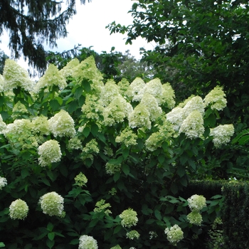 Hydrangea paniculata - Little Lime®