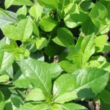 Ilex verticillata - Mr. Poppins®