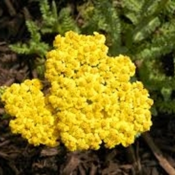 Achillea 'ACBZ0002' PP28179 (Yarrow) - Little Moonshine Yarrow