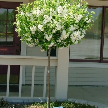 Malus hybrid - Lollipop® Crabapple