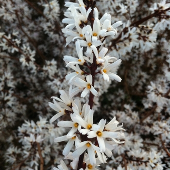 Abeliophyllum distichum 'Roseum' - Pink Forsythia