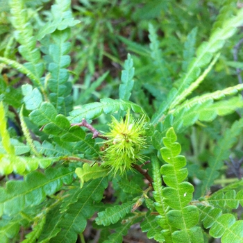 Comptonia peregrina - Sweet Fern