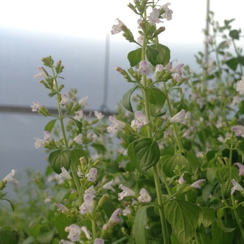 Calamintha nepeta - Calamint