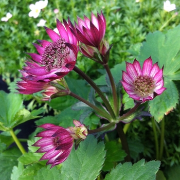 Astrantia major 'Ruby Wedding' - Hattie's Pincushion