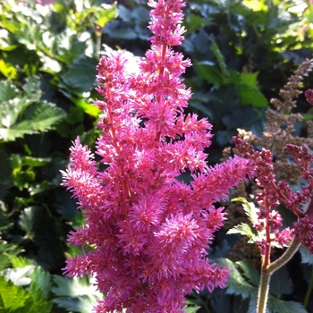 Astilbe chinensis 'Little Vision in Pink' - False Spirea