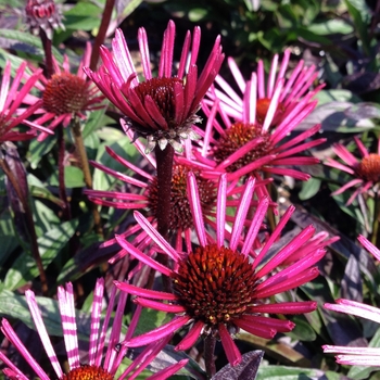 Echinacea 'Burgundy Fireworks' (Coneflower) - Burgundy Fireworks Coneflower