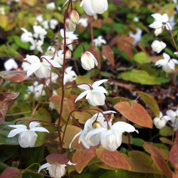 Epimedium youngianum 'Niveum' - Barrenwort