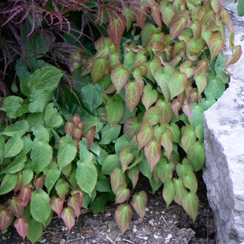 Epimedium x rubrum - Red Barrenwort