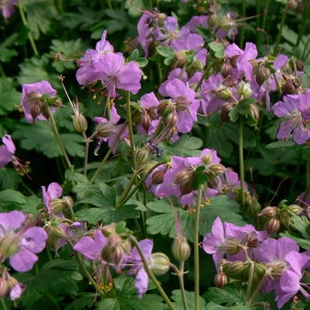 Geranium x cantabrigiense 'Cambridge' - Dwarf Cransebill