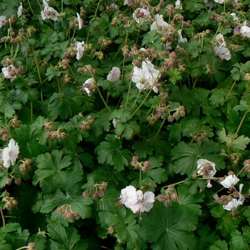 Geranium x cantabrigiense 'Biokovo' (Dwarf Cransebill) - Biokovo Dwarf Cransebill