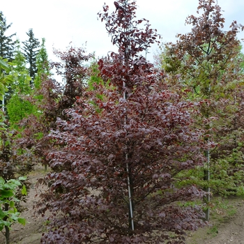 Fagus sylvatica - Purpurea (Atropurpurea)