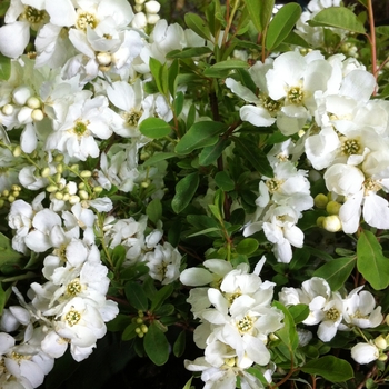 Exochorda x macrantha - 'The Bride' Pearlbush