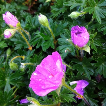 Geranium sanguineum 'Max Frei' - Bloody Cranesbill