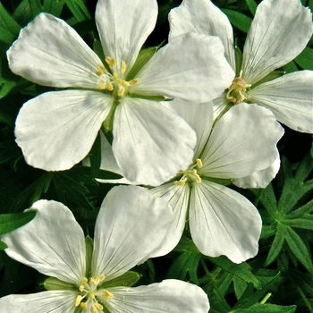 Geranium sanguineum 'Album' - Bloody Cranesbill