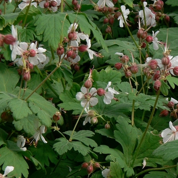 Geranium macrorrhizum 'Spessart' - Bigroot Geranium