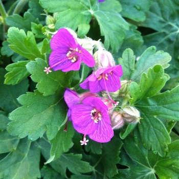 Geranium macrorrhizum 'Bevan's Variety' - Bigroot Geranium