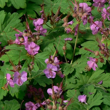 Geranium macrorrhizum - Bigroot Geranium