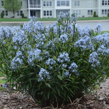 Amsonia 'Storm Cloud'