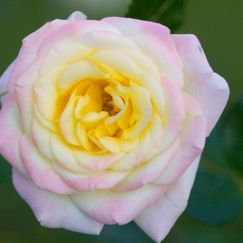 Rosa 'BAIbox' - Easy Elegance® 'Music Box' Rose 