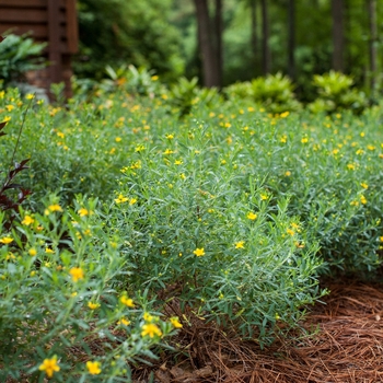 Hypericum kalmianum - Cobalt-n-Gold™ Hypericum 