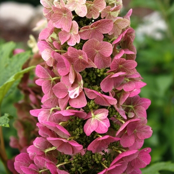 Hydrangea quercifolia 'PIIHQ-I' PP25,319 (Oakleaf Hydrangea) - Jetstream™ Oakleaf Hydrangea