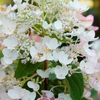 Hydrangea paniculata 'Tickled Pink®' - Tickled Pink Hydrangea