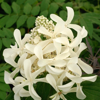 Hydrangea paniculata 'Great Star' - Hydrangea