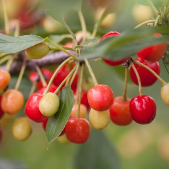 Prunus hybrid - Sweet Cherry Pie™ Cherry 