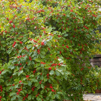 Ilex verticillata - Wildfire™ Winterberry 