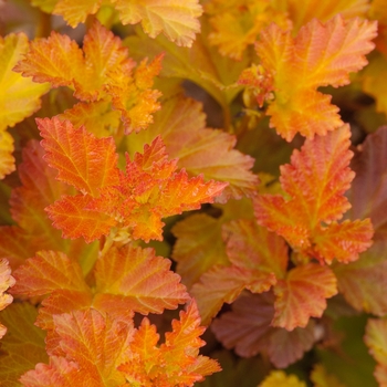 Physocarpus opulifolius - Amber Jubilee™ 