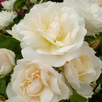 Rosa 'BAIcham' - Easy Elegance® 'Champagne Wishes'