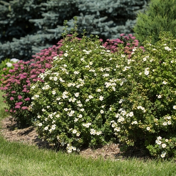 Potentilla fruticosa - Creme Brule™ Potentilla 