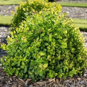 Spiraea betulifolia - Pink Sparkler™ Birchleaf Spirea 