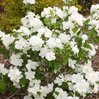 Philadelphus hybrid - Snow White™