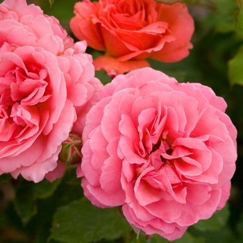 Rosa hybrid - Easy Elegance® 'Kiss Me' Rose 