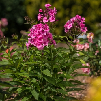 Phlox paniculata 'Ditomfra' PP21171 (Garden Phlox) - Candy Store® Bubblegum Pink™