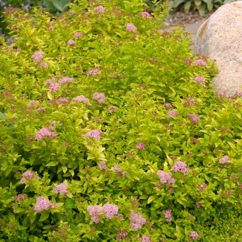 Spiraea x 'Bailcarol' - Sundrop™ Spirea 