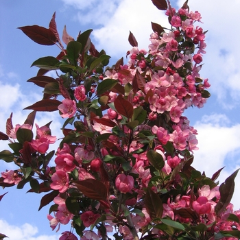 Malus x adstringens - Gladiator™ Crabapple 