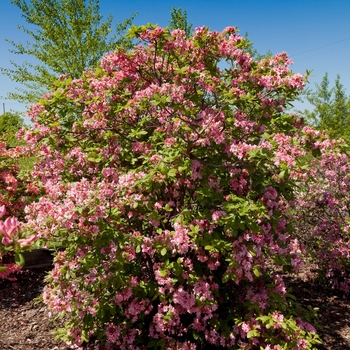 Rhododendron 'UMNAZ93' PP26,600 (Azalea) - Electric Lights™ Double Pink