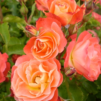 Rosa hybrid - Easy Elegance® 'Coral Cove' 