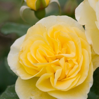 Rosa 'Baiage' - Easy Elegance® 'High Voltage' 