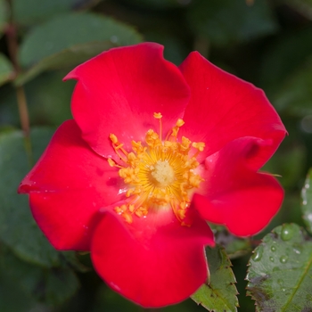 Rosa 'BAIneon' - 'Screaming Neon Red™' Rose