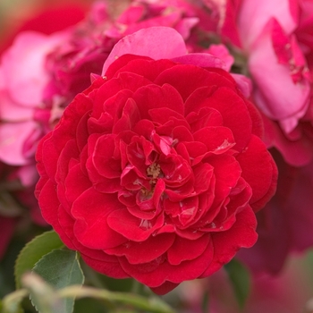 Rosa hybrid - Easy Elegance® 'Paint the Town' Rose