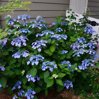 Hydrangea macrophylla - Endless Summer® Twist-n-Shout™ 