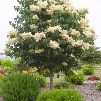 Syringa reticulata - Snowdance™ Japanese Tree Lilac 