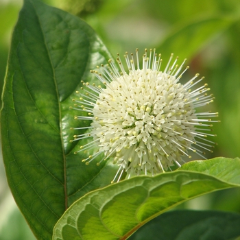 Cephalanthus occidentalis - Fiber Optics™ 