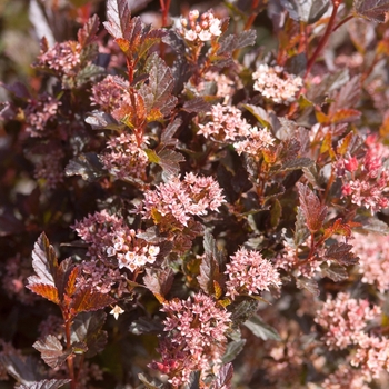 Physocarpus opulifolius - Little Devil™ Ninebark 