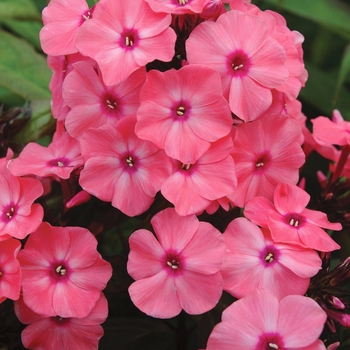 Phlox paniculata 'Ditomdre' PP20,907 (Garden Phlox) - Candy Store® Coral Crème Drop™